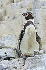 Humboldt Penguin